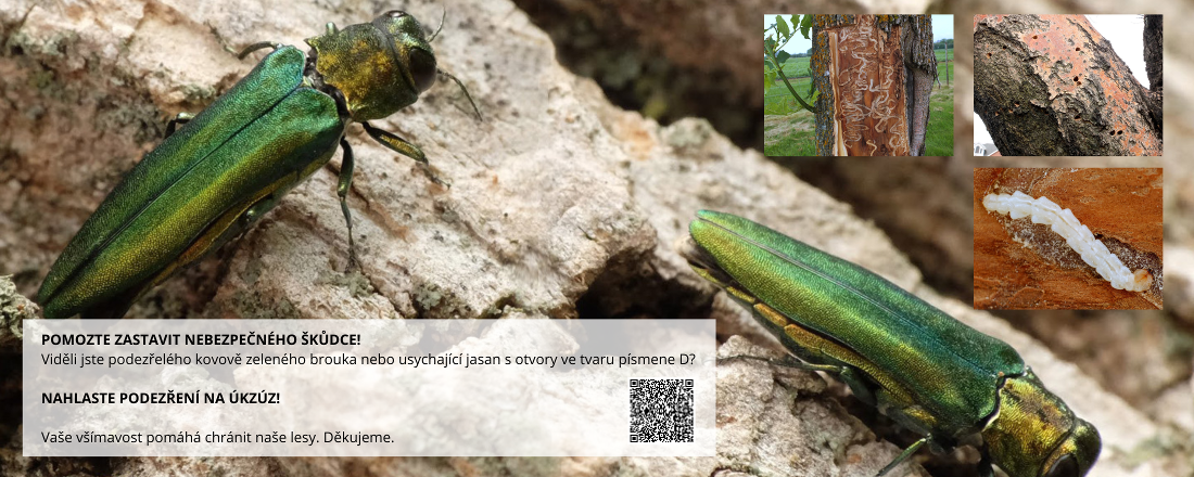 Nebezpečný škůdce stromů na postupu. Polník jasanový objeven 250 km od českých hranic.