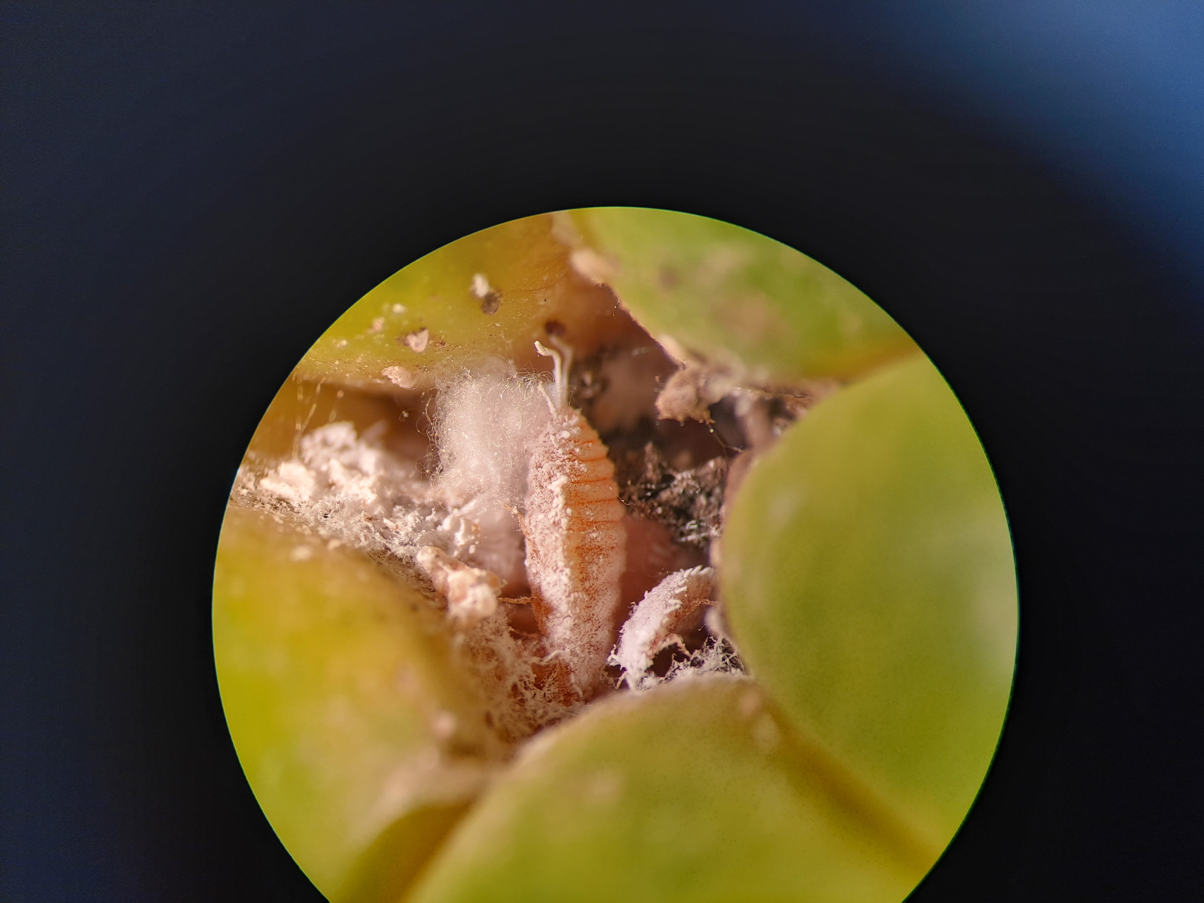 Zachycena zásilka ovoce - papáje napadená červci (Coccoideaceae)