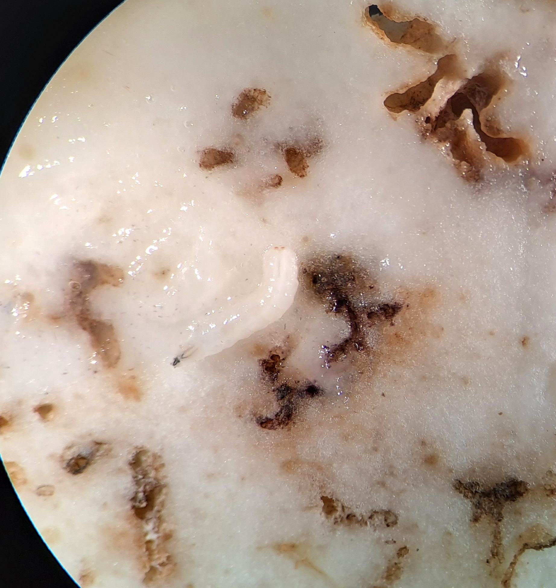 Zadržena zásilka anony ostnité napadená vrtulí Bactrocera dorsalis a červcem Paracoccus marginatus