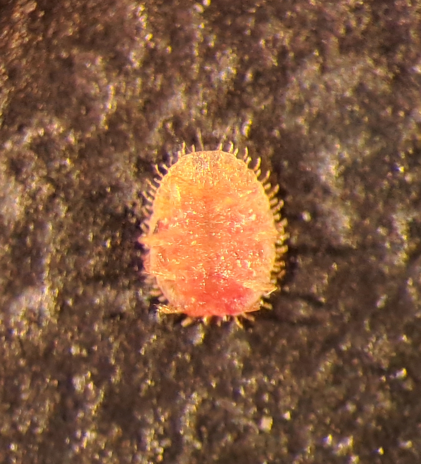 Záchyt červce Stictococcus formicarius