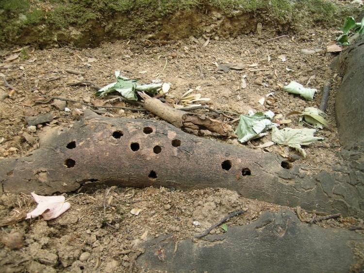 Výletové otvory A. chinensis na kořenových nábězích javoru
