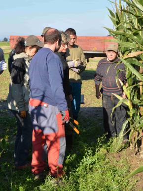 Harvest in PJ - September 2014