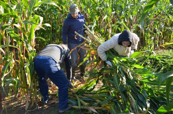 Harvest in PJ - September 2014