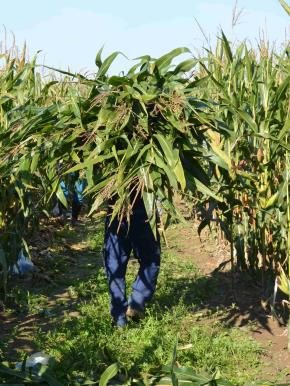 Harvest in PJ - September 2014