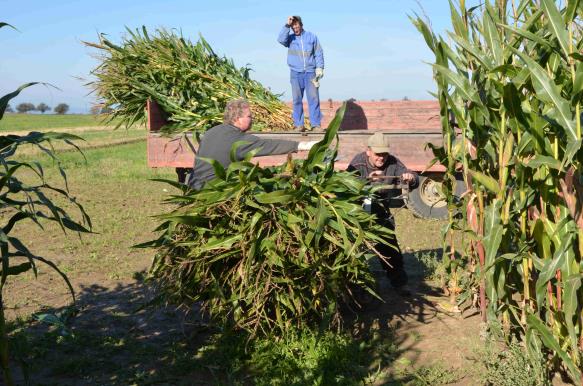 Harvest in PJ - September 2014