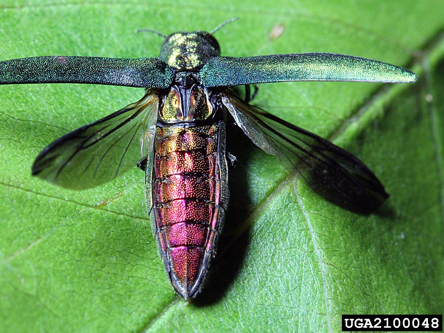 agrilus planipennis